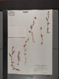 Persicaria maculosa image