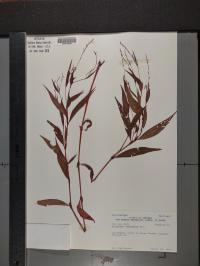 Persicaria punctata image
