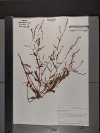 Persicaria punctata image