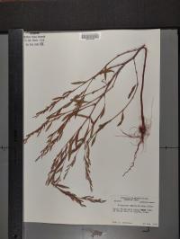Polygonum ramosissimum image