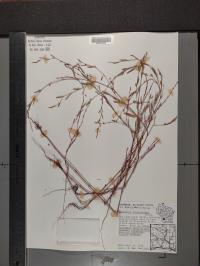 Polygonum ramosissimum image
