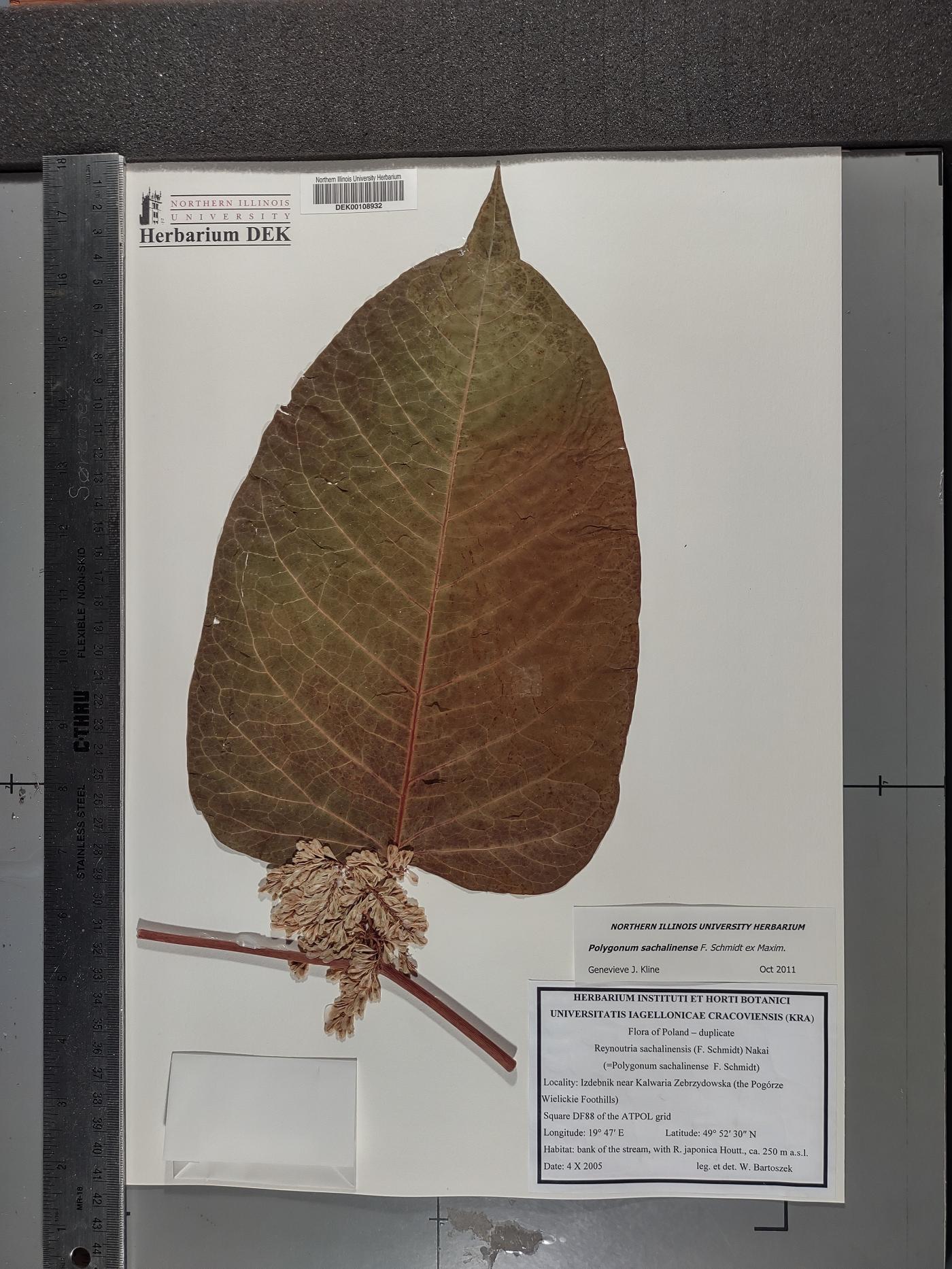 Reynoutria sachalinensis image