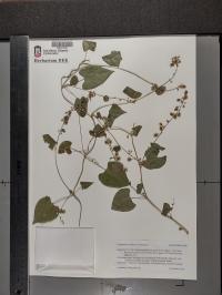 Fallopia scandens image