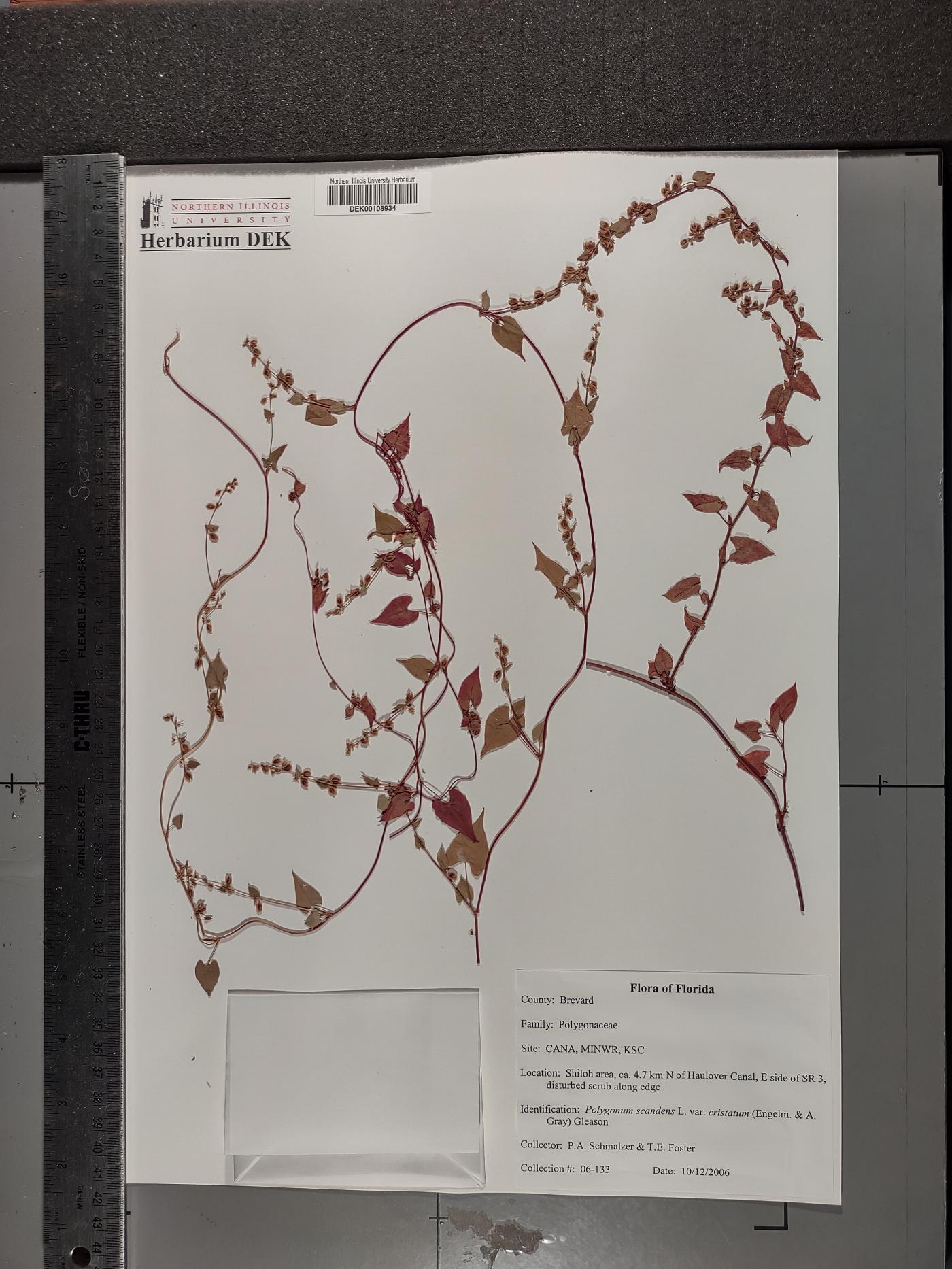 Fallopia cristata image
