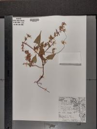 Fallopia scandens image