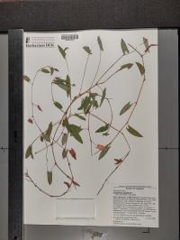 Persicaria sagittata image