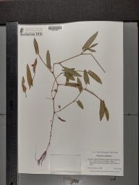 Persicaria sagittata image