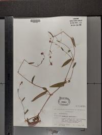 Persicaria sagittata image
