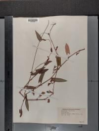 Persicaria sagittata image