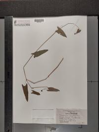 Persicaria sagittata image