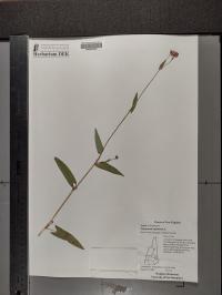 Persicaria sagittata image