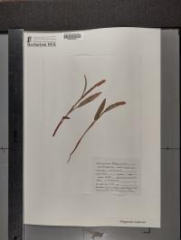 Bistorta vivipara image
