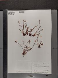 Bistorta vivipara image