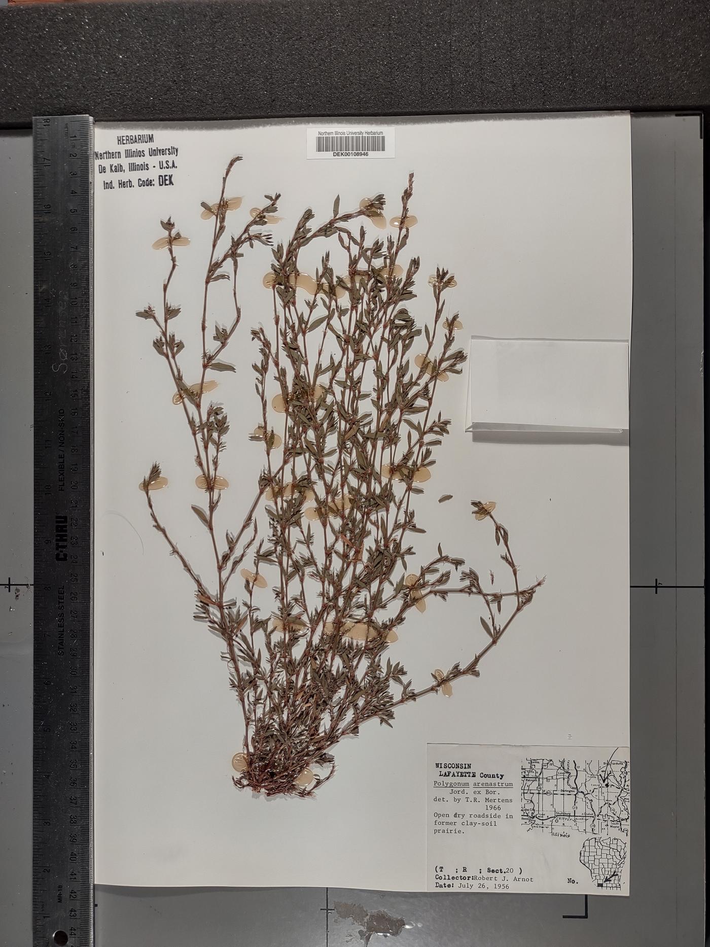 Polygonum arenastrum image
