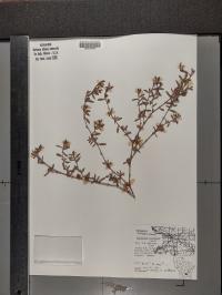 Polygonum aviculare image