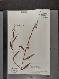 Persicaria careyi image