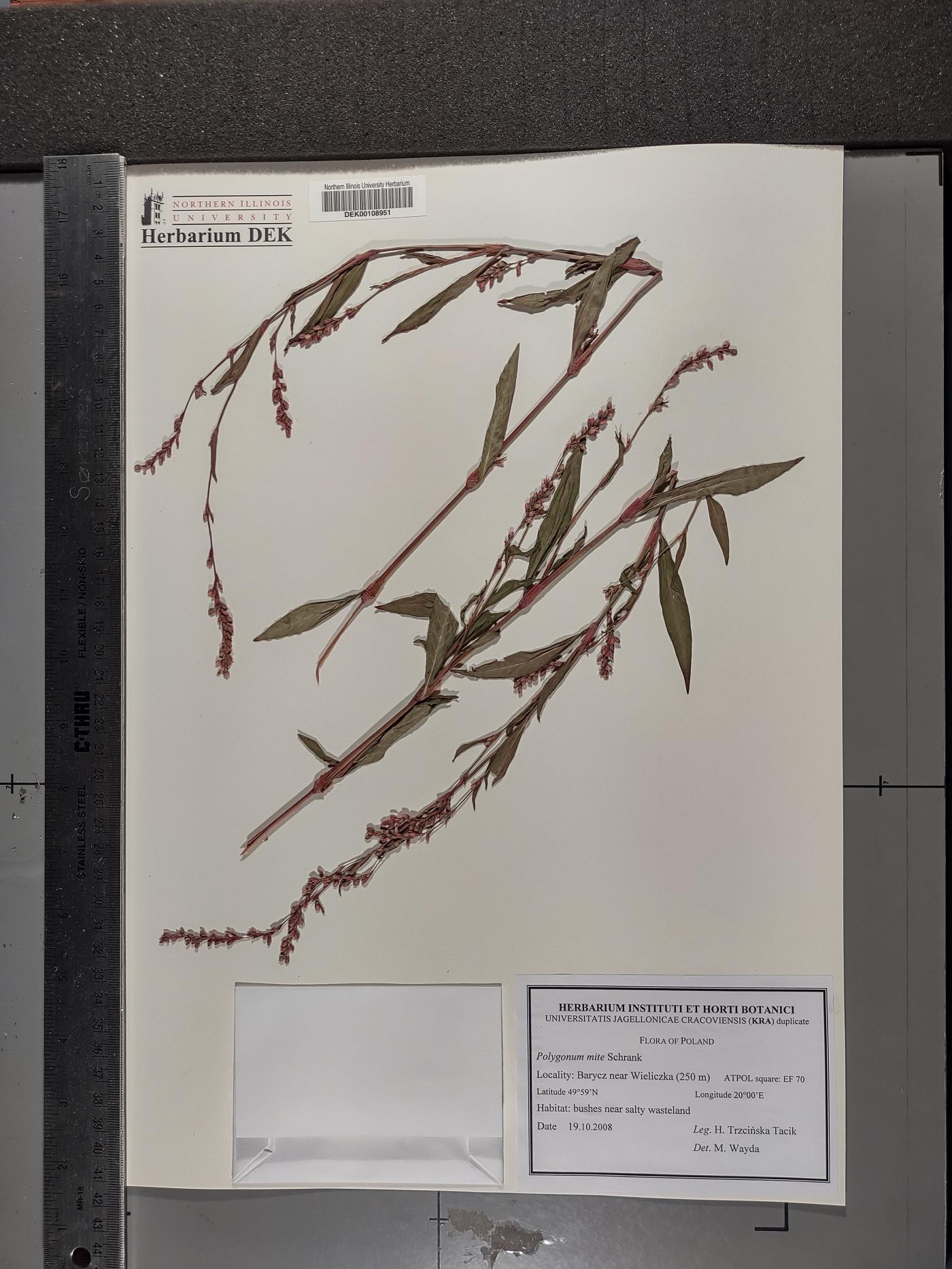 Persicaria mitis image