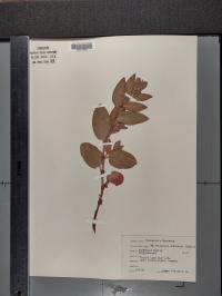 Media resource of Koenigia davisiae