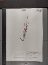 Polygonum tenue image