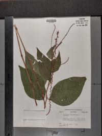 Persicaria virginiana image