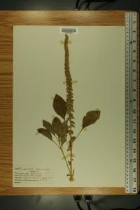 Persicaria orientalis image