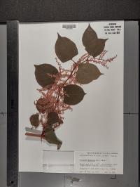 Reynoutria japonica image