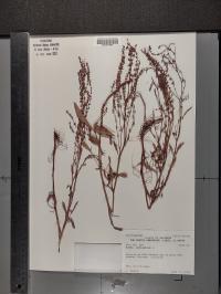 Rumex acetosella image