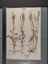 Rumex acetosella image