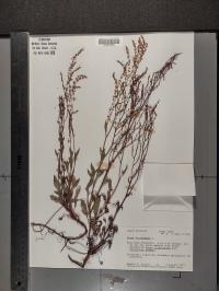Rumex acetosella image