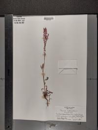 Rumex acetosella image