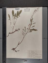 Rumex acetosella image
