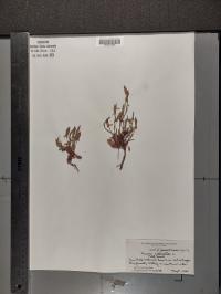 Rumex acetosella image