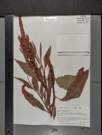 Rumex altissimus image