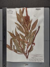 Rumex altissimus image