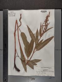 Rumex altissimus image
