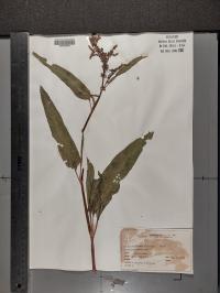 Rumex altissimus image