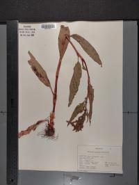 Rumex altissimus image