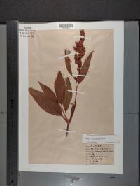 Rumex altissimus image
