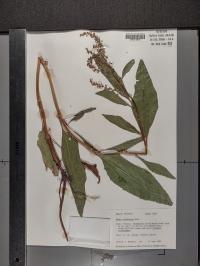 Rumex altissimus image