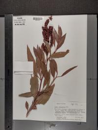 Rumex altissimus image