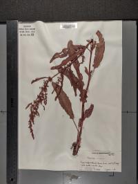 Rumex crispus image