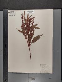 Rumex crispus image