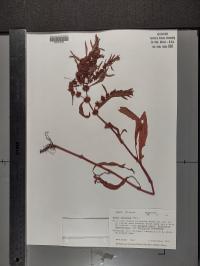 Rumex fueginus image