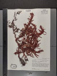 Rumex fueginus image