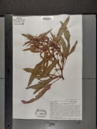 Rumex fueginus image