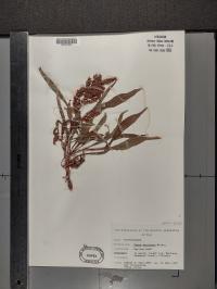 Rumex mexicanus image
