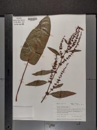Rumex obtusifolius image