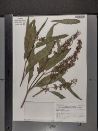 Rumex verticillatus image