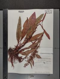 Rumex verticillatus image