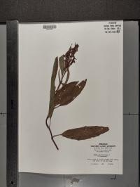 Rumex verticillatus image